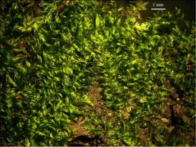 Plagiothecium_platyphyllum_LT