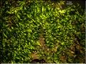 Plagiothecium_platyphyllum_LT
