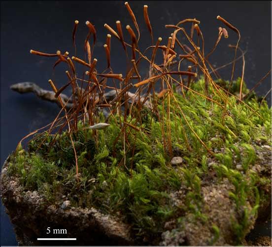 Pohlia_longicolla_LT