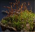 Pohlia_longicolla_LT