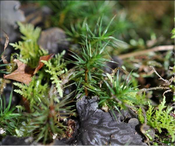 Polytrichum_formosum1_SP