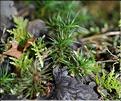 Polytrichum_formosum1_SP