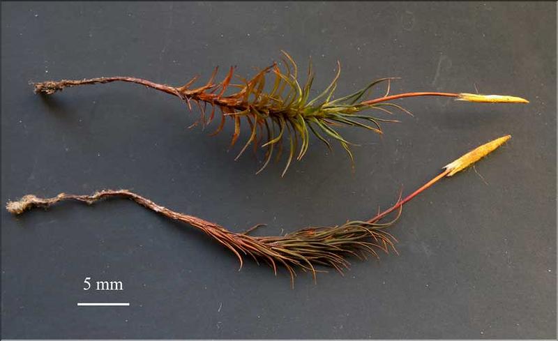 Polytrichum_formosum2_humide_sec_LT