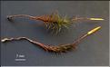 Polytrichum_formosum2_humide_sec_LT