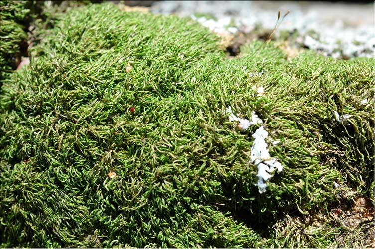 Pterigynandrum_filiforme1_SP