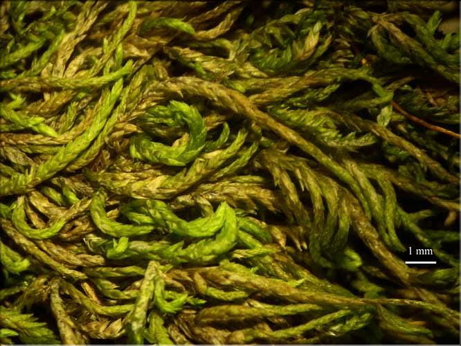 Pterygynandrum_filiforme2_LT