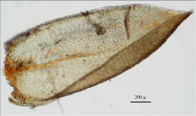 Pterygynandrum_filiforme3_feui_LT