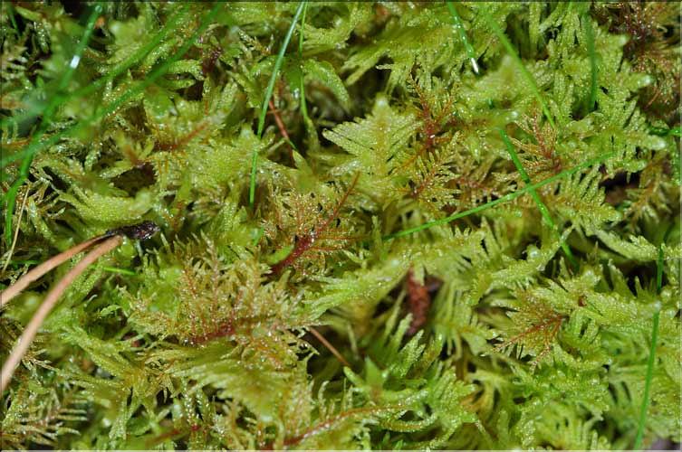 Ptilium_crista_castrensis3_SP