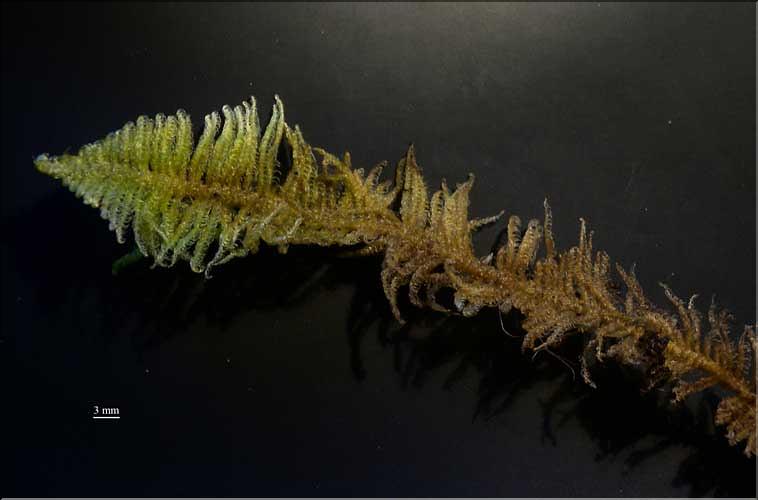 Ptilium_crista_castrensis4_LT