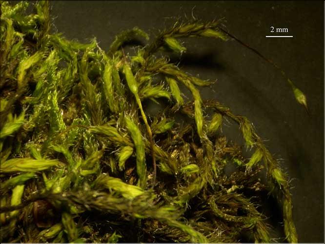 Racomitrium_affine2_LT