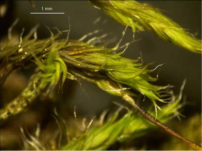 Racomitrium_affine3_LT