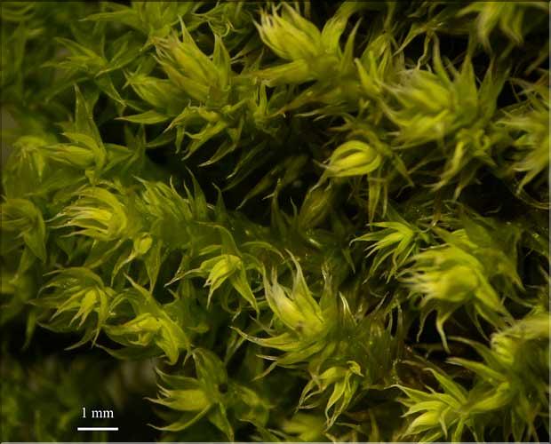 Racomitrium_canescens1_LT