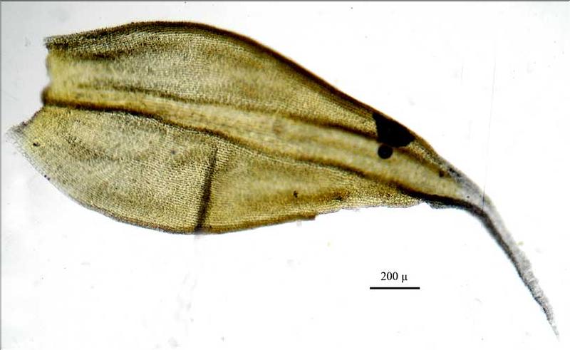 Racomitrium_canescens2_feuille_LT