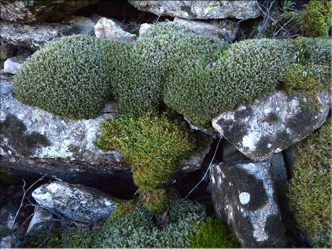 Racomitrium_lanuginosum1_LT