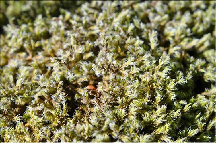 Racomitrium_lanuginosum2_SP