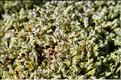 Racomitrium_lanuginosum2_SP