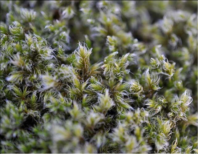 Racomitrium_lanuginosum3_SP