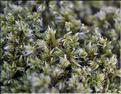 Racomitrium_lanuginosum3_SP