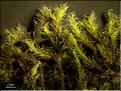Racomitrium_lanuginosum4_LT