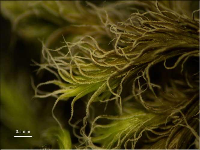 Racomitrium_lanuginosum5_LT