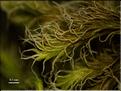 Racomitrium_lanuginosum5_LT