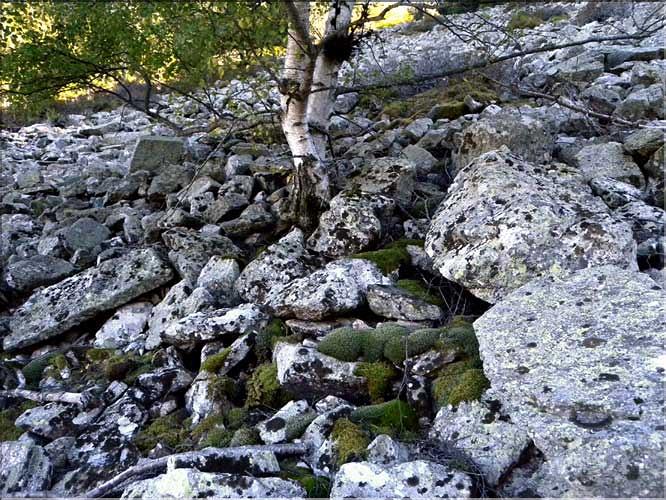 Racomitrium_lanuginosum_Eboulis