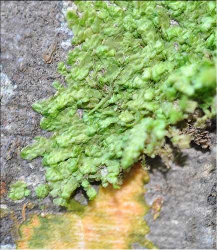 Radula_complanata1_SP