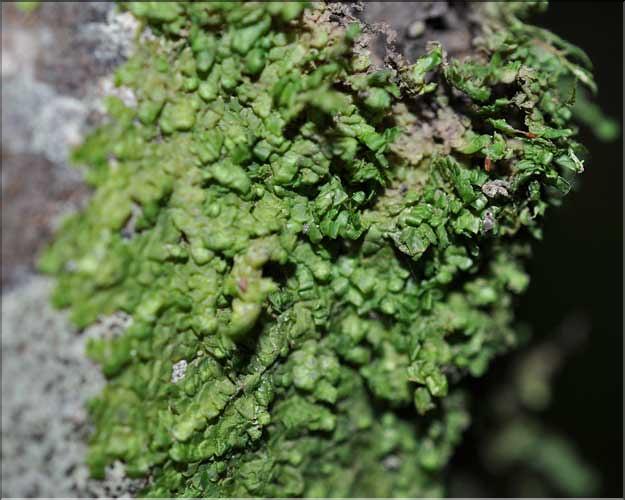 Radula_complanata2_SP