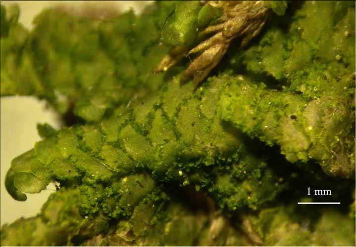 Radula_complanata3_avec_propagules_LT