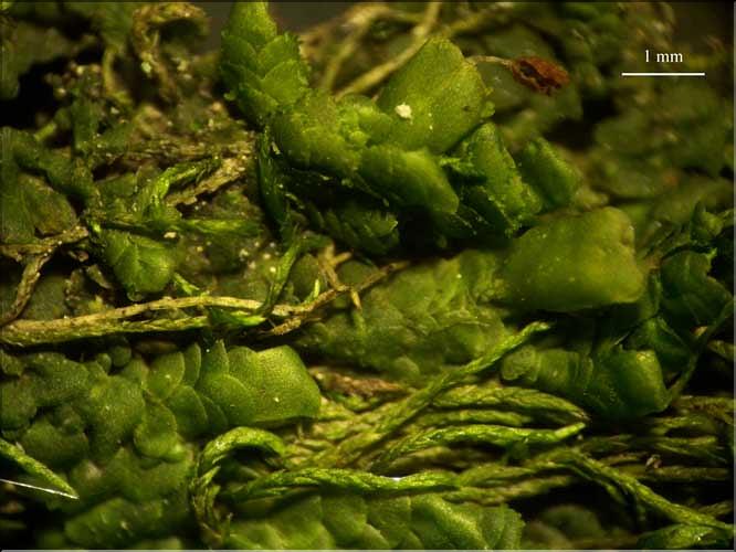 Radula_complanata4_perianthe