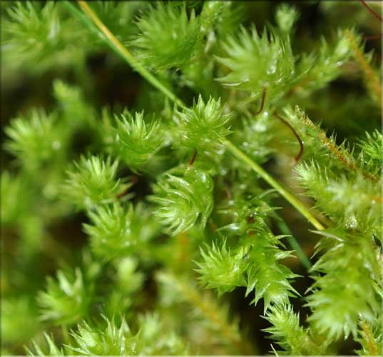 Rhytidiadelphus_triquetrus2_SP