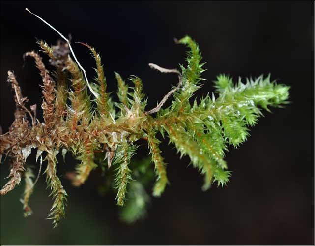 Rhytidiadelphus_triquetrus4_SP