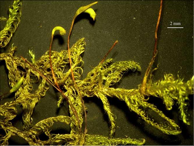 Sanionia_uncinata1_LT