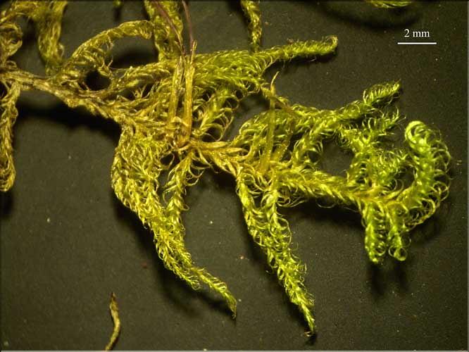 Sanionia_uncinata2_LT