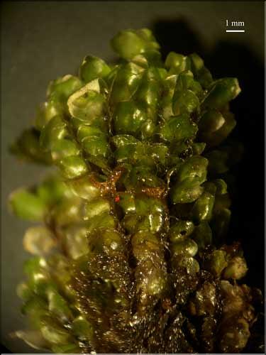 Scapania_nemorea1_face_ventrale_LT