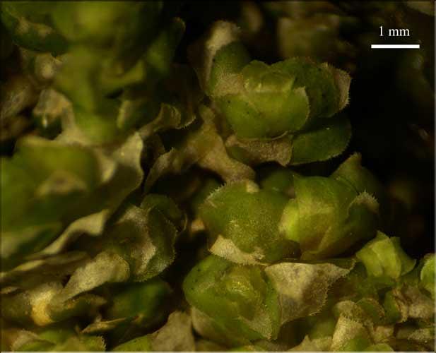 Scapania_nemorea2_face_dorsale_LT