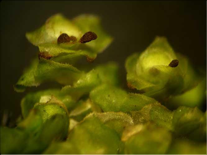 Scapania_nemorea3_avec_propagules_LT