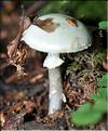 X_Amanita_citrina_SP