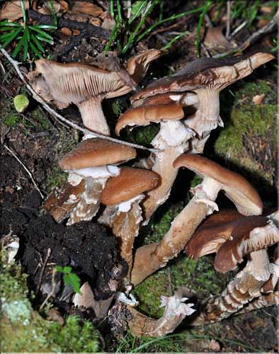 X_Armillaria_mellea1_SP