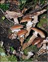 X_Armillaria_mellea1_SP