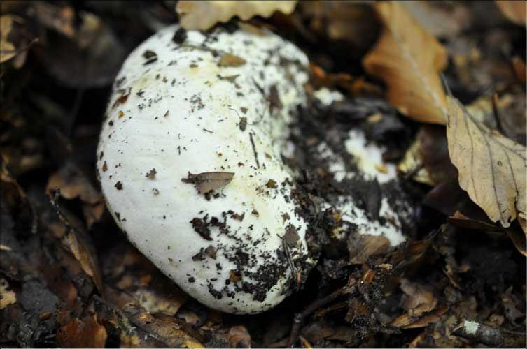 X_Lactarius_piperatus1_SP