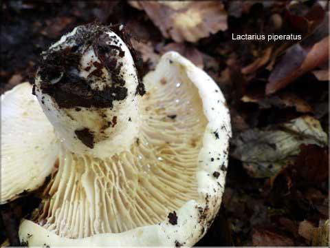 X_Lactarius_piperatus_MAL