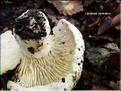 X_Lactarius_piperatus_MAL