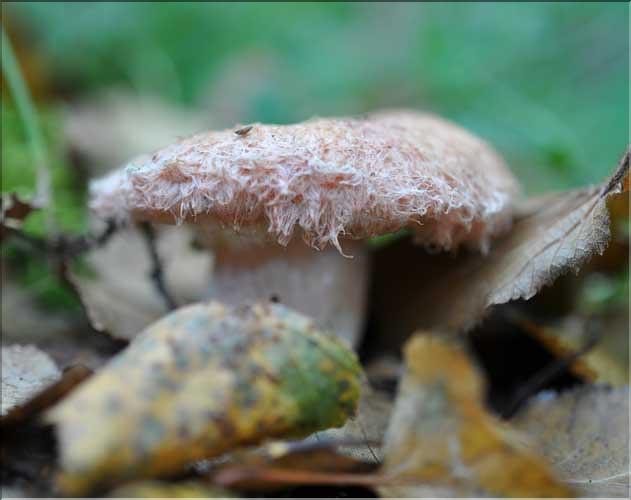 X_Lactarius_torminosus3_SP