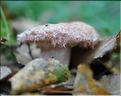 X_Lactarius_torminosus3_SP