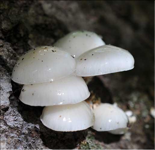 X_Oudemansiella_mucida2_SP