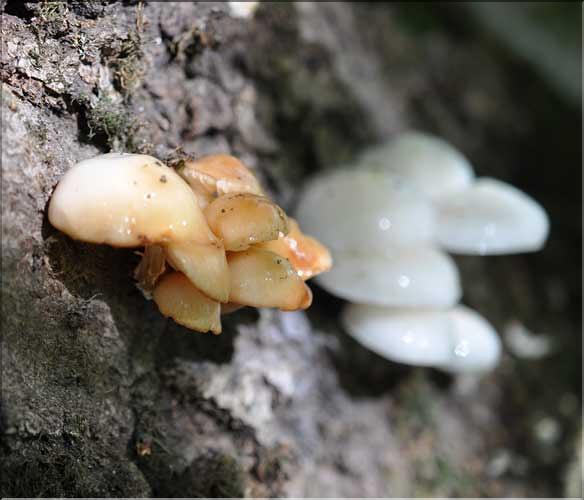 X_Oudemansiella_mucida_SP