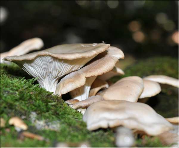 X_Pleurotus_cornucopiae2_SP