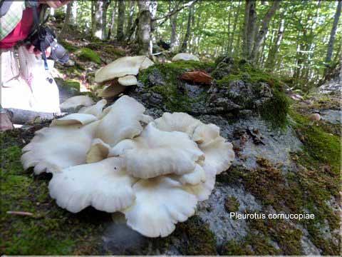 X_Pleurotus_MAL