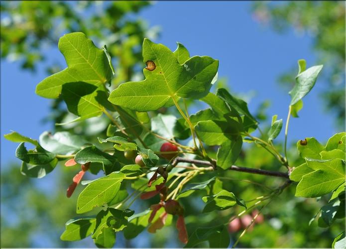 Acer_monspessulanum_SP